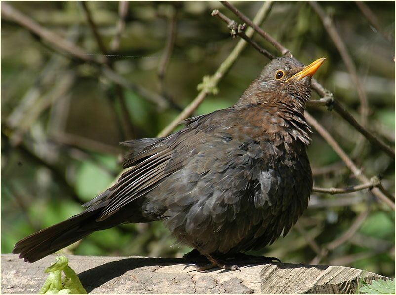 Amsel