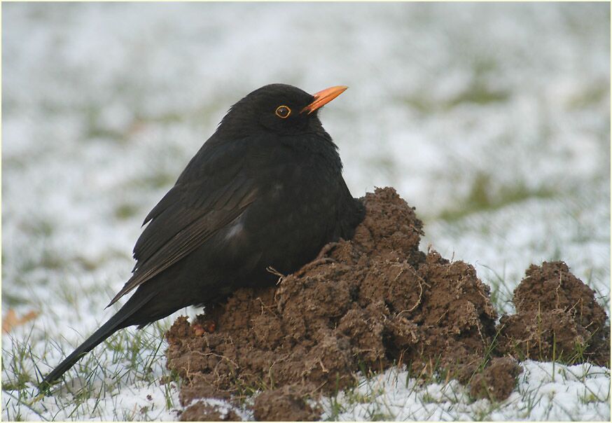 Amsel auf Maulwurfshügel