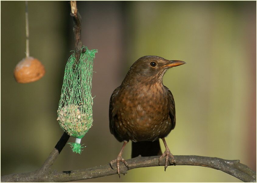 Amsel