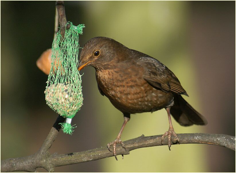 Amsel