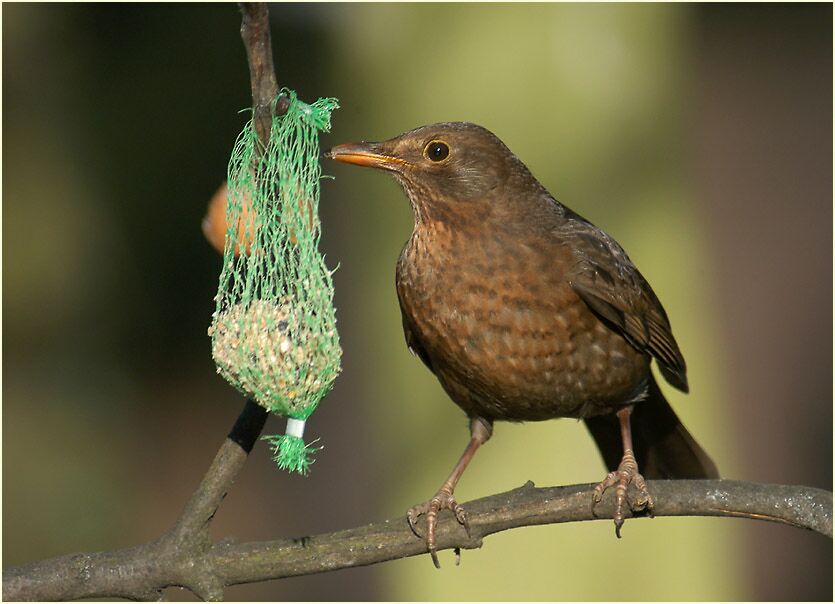 Amsel