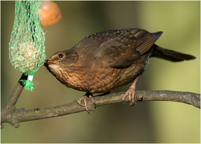 Amsel