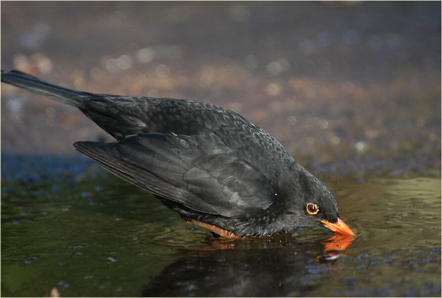 Amsel