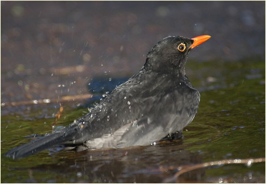 Amsel