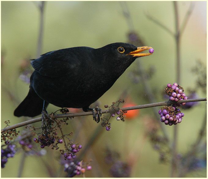 Amsel