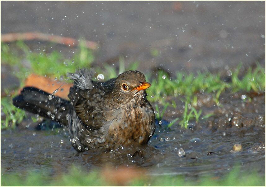 Amsel