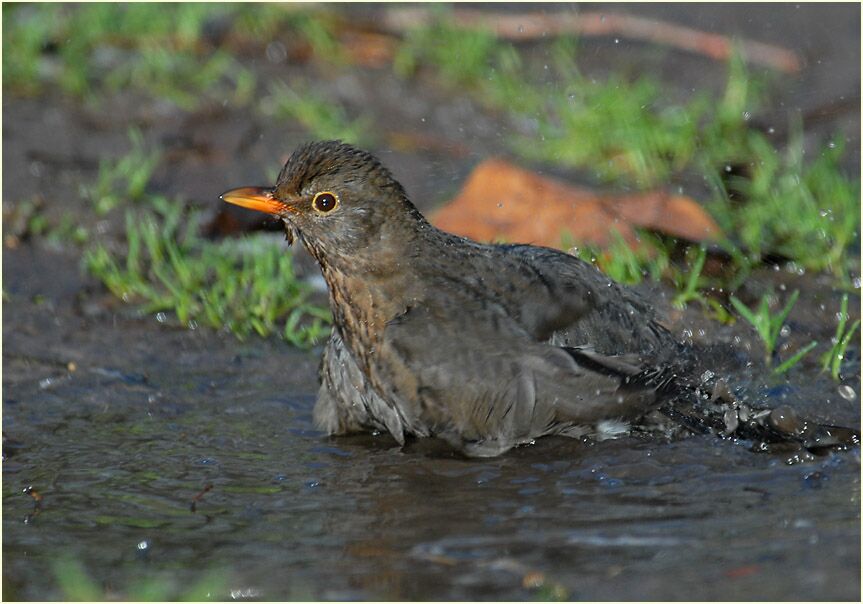 Amsel