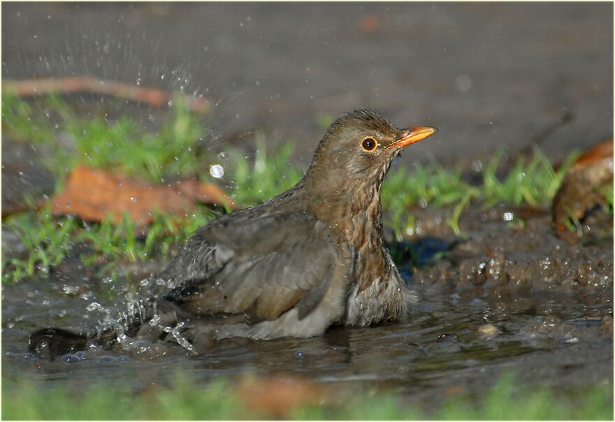 Amsel