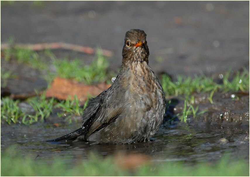 Amsel