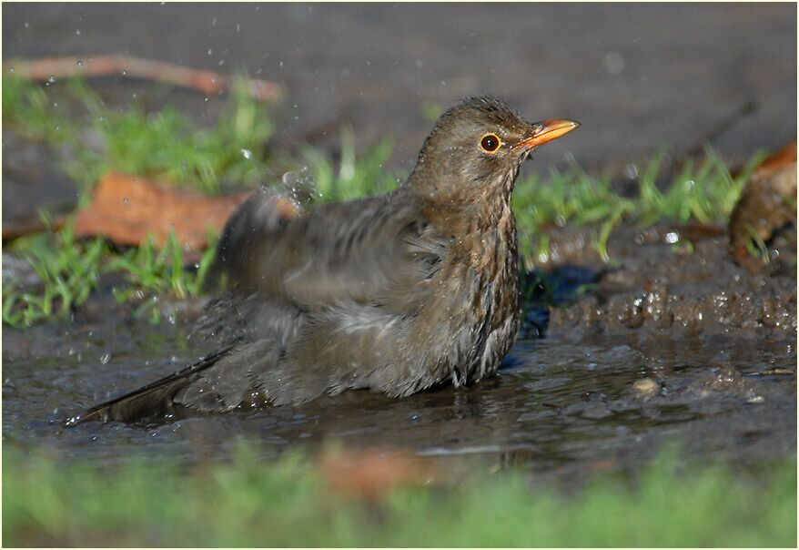 Amsel