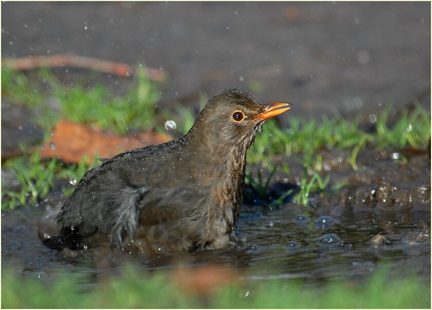 Amsel