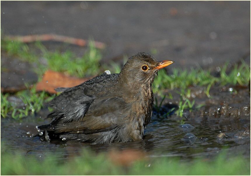 Amsel