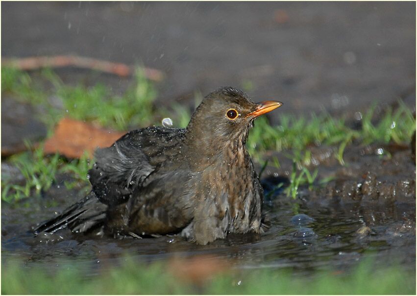 Amsel