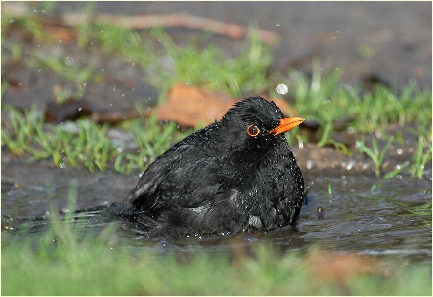 Amsel