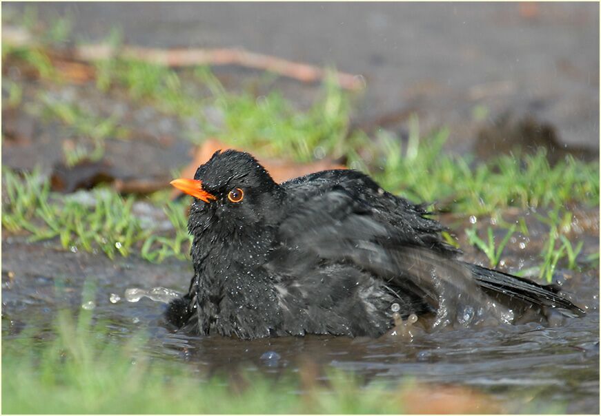 Amsel