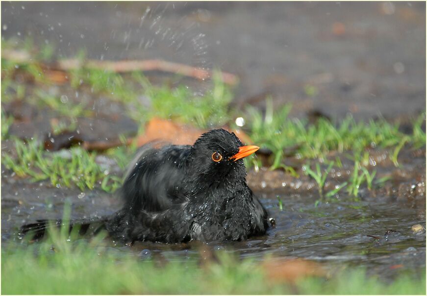 Amsel