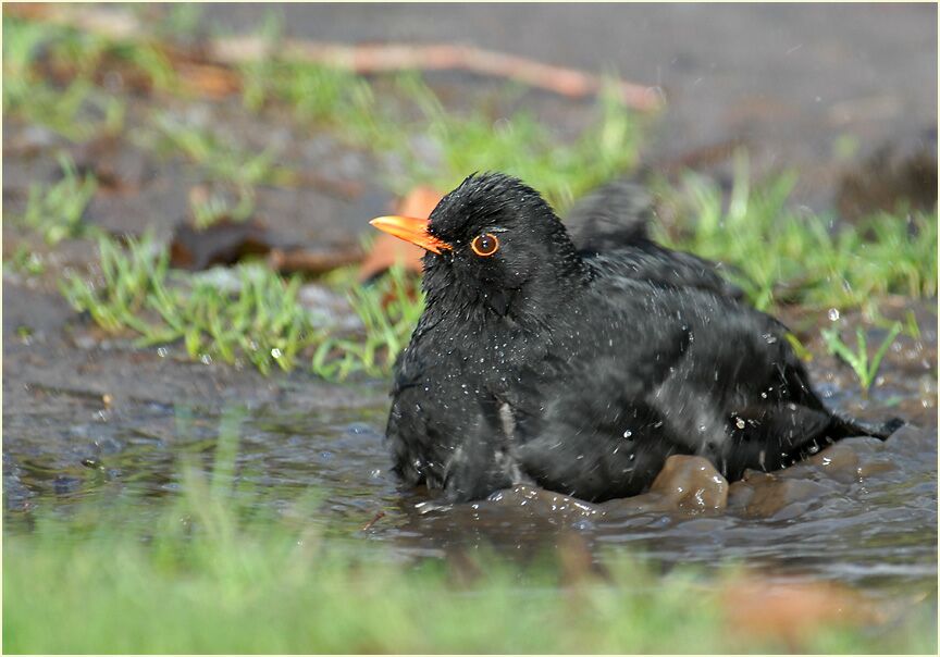 Amsel