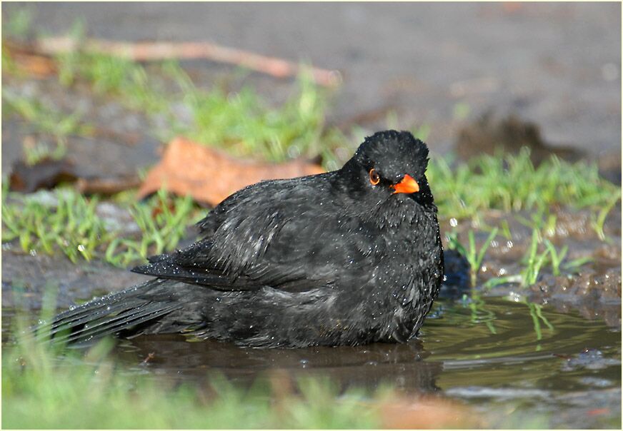 Amsel