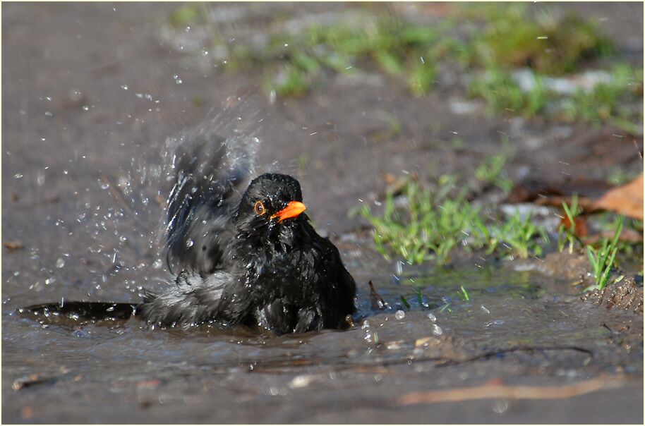 Amsel