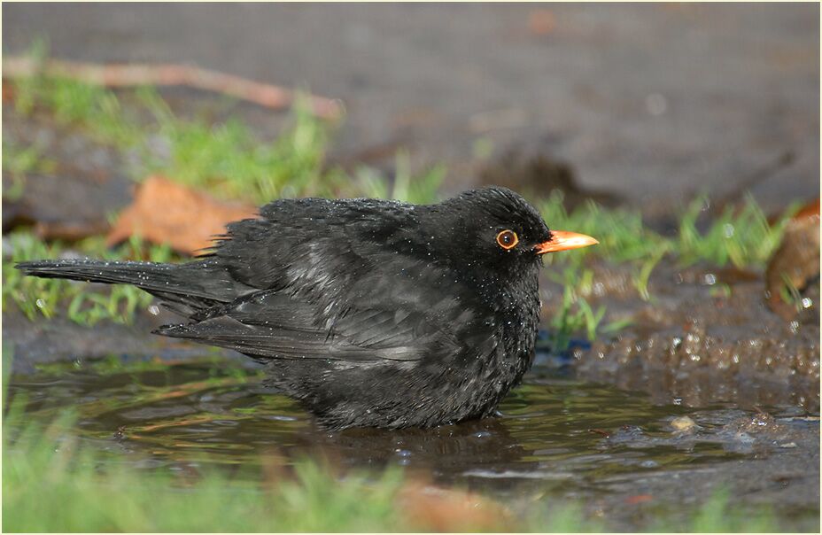 Amsel