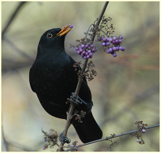 Amsel