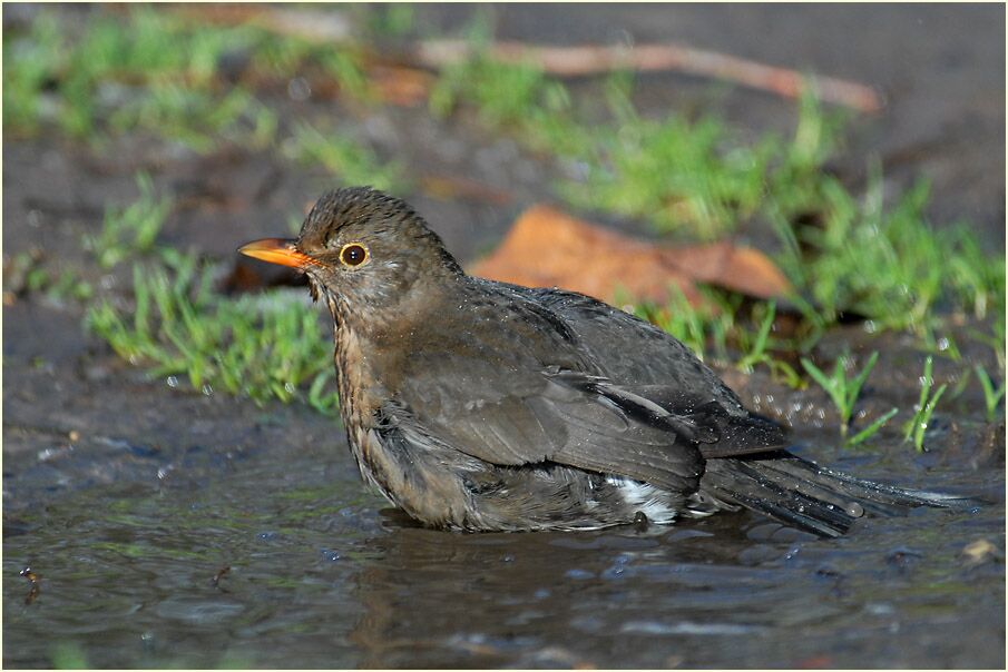 Amsel