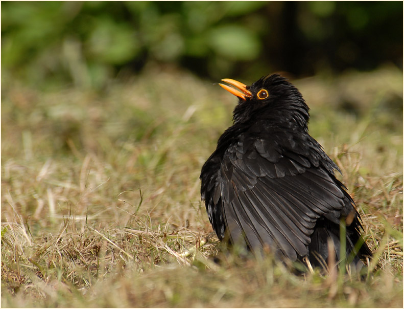 Amsel