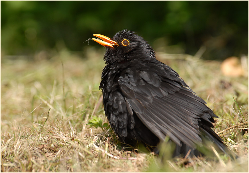 Amsel