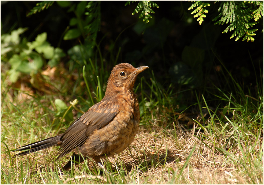 Amsel