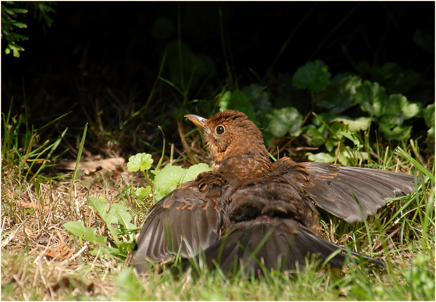 Amsel