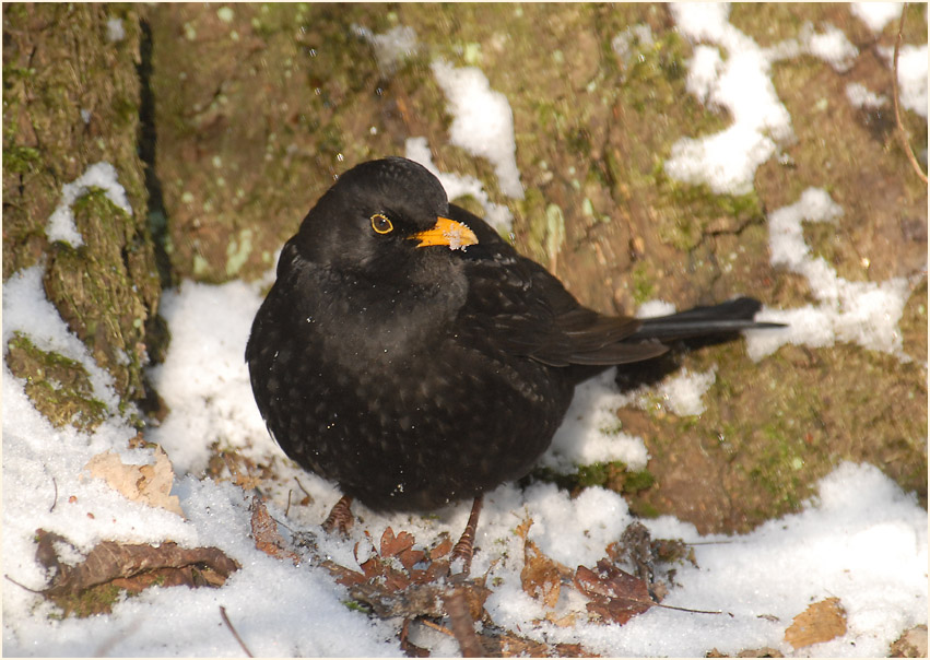 Amsel