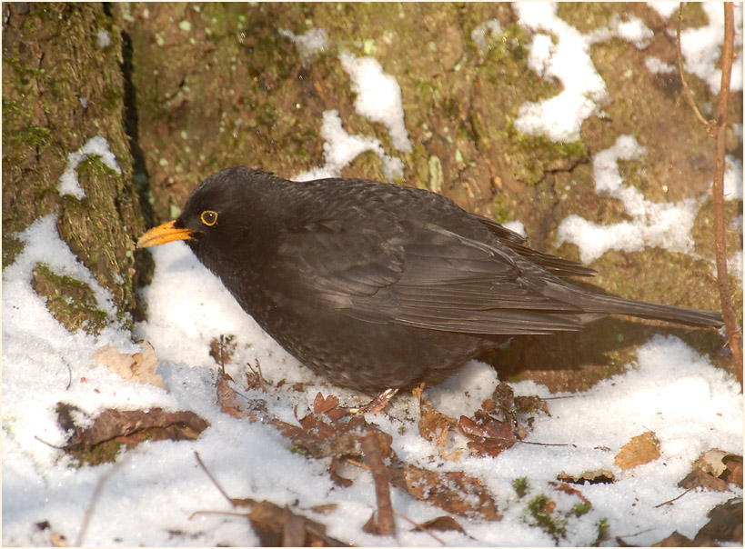 Amsel