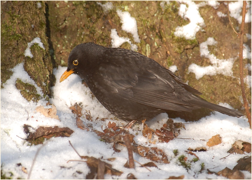 Amsel