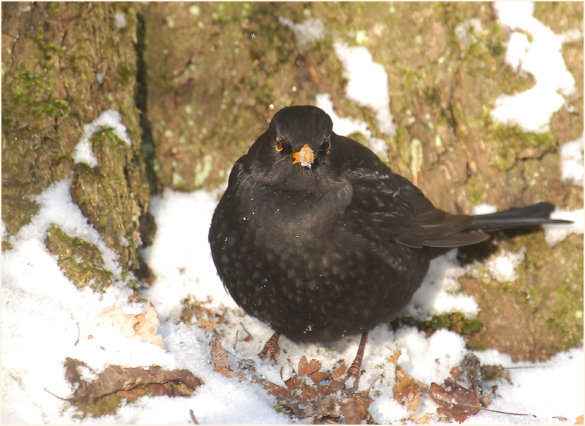 Amsel