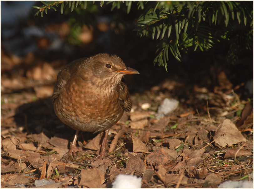 Amsel