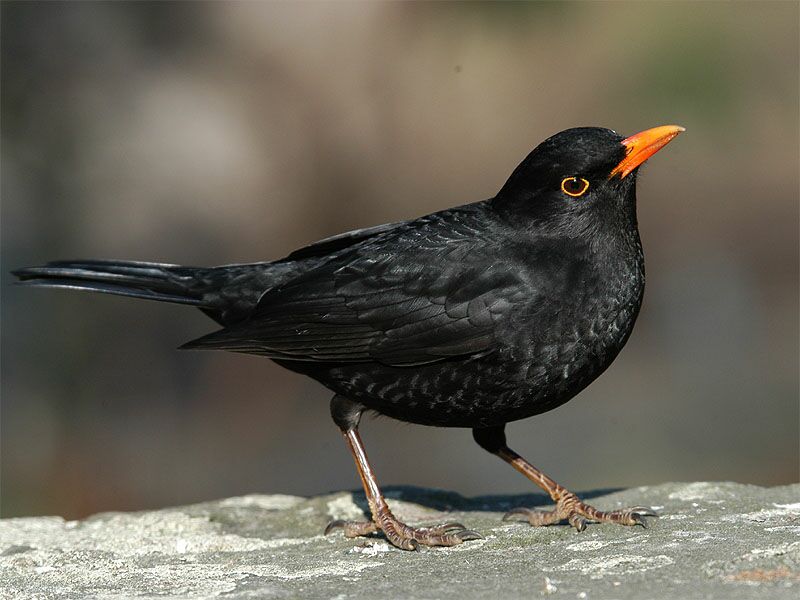 Amsel