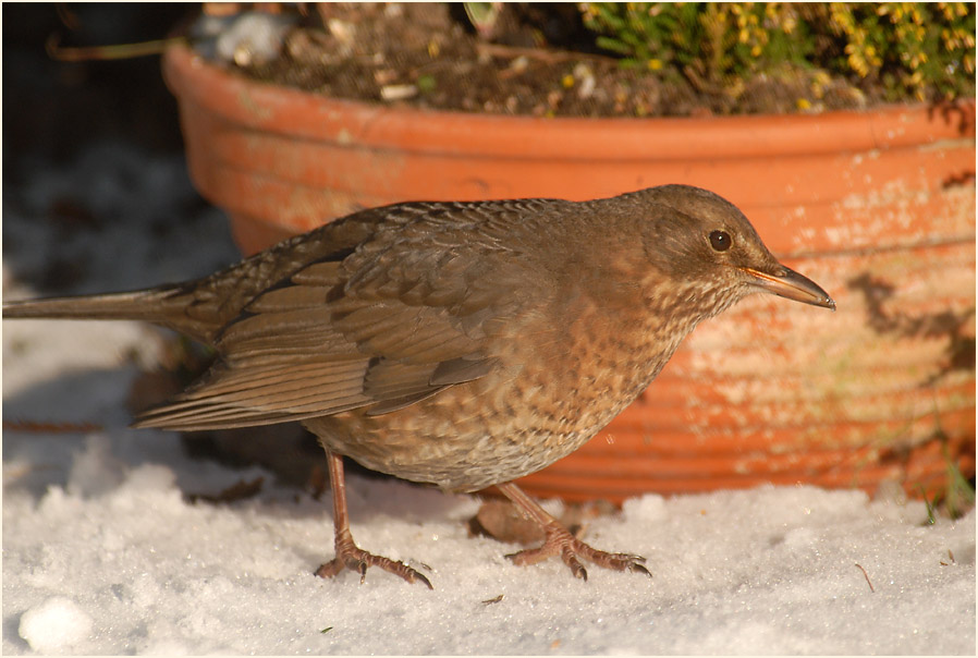 Amsel