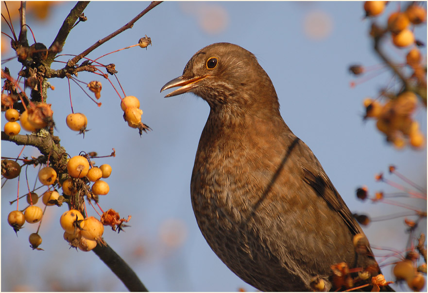 Amsel