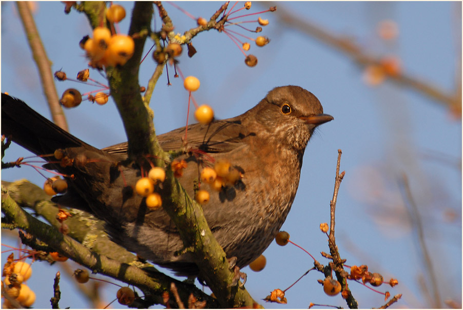 Amsel