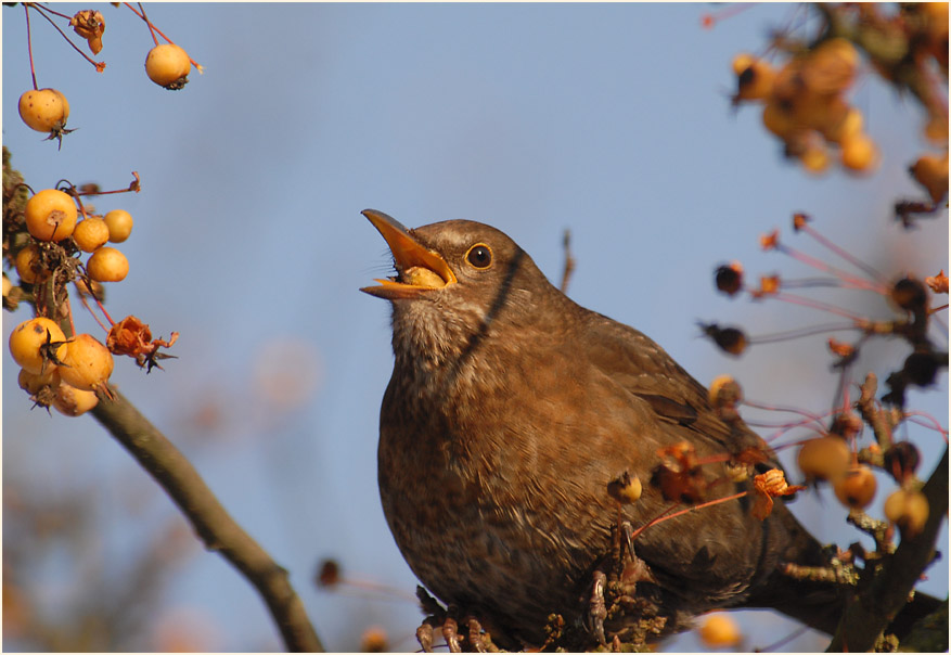 Amsel