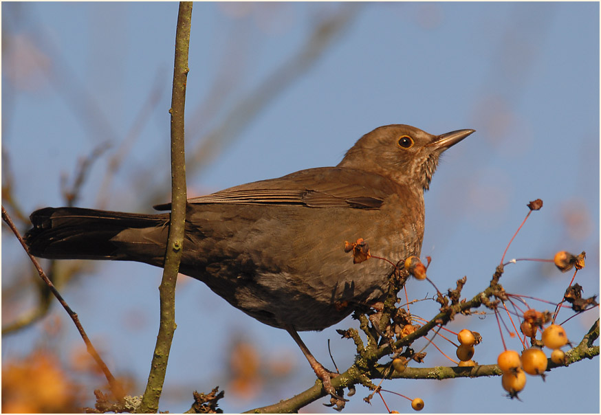 Amsel