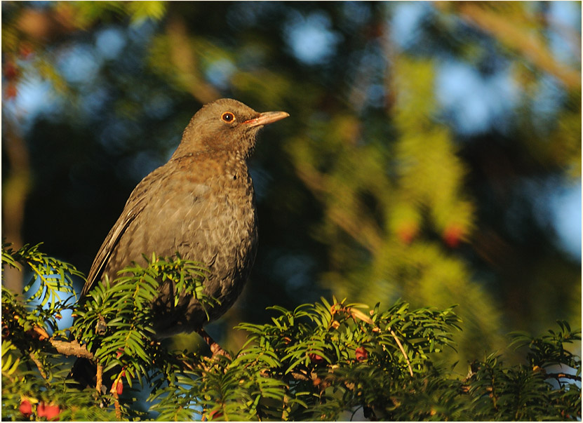 Amsel