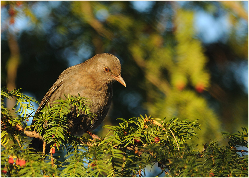 Amsel