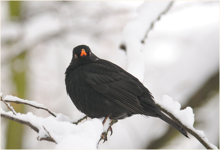 Amsel