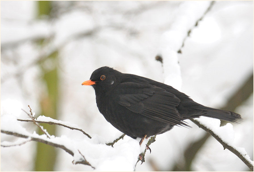 Amsel