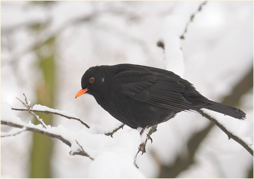 Amsel