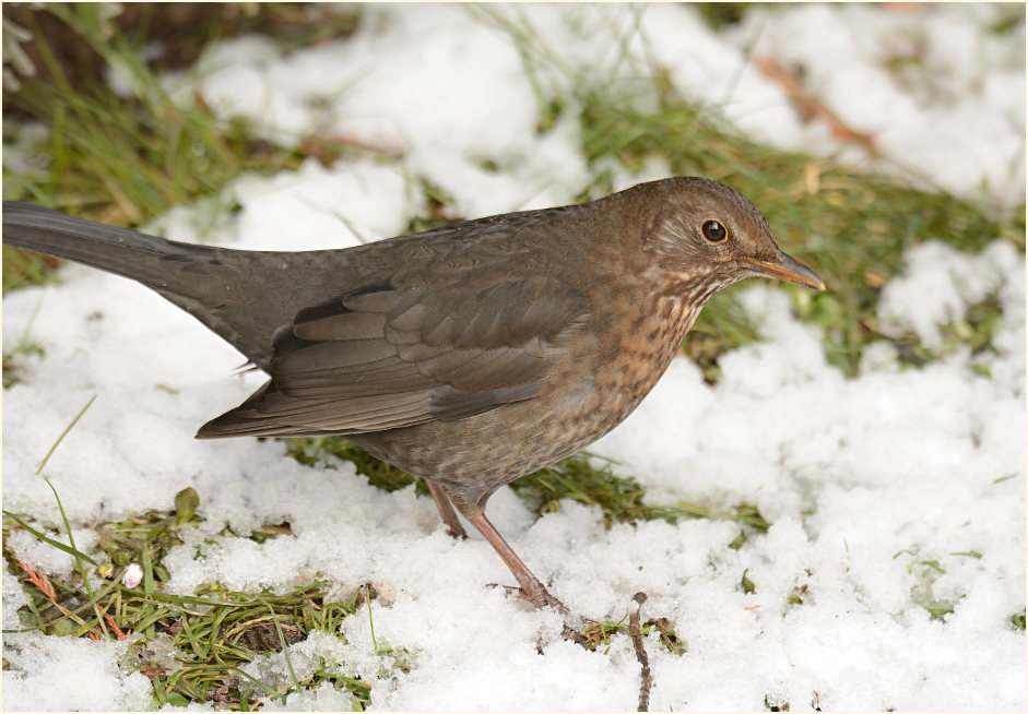 Amsel