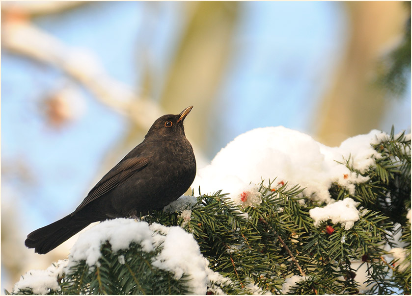 Amsel