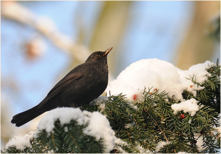 Amsel