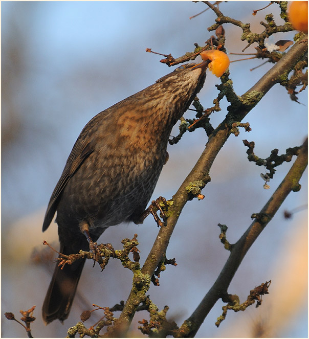 Amsel